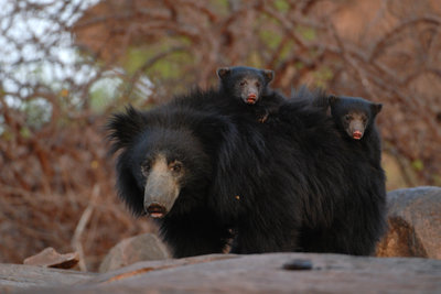 Sloth Bear